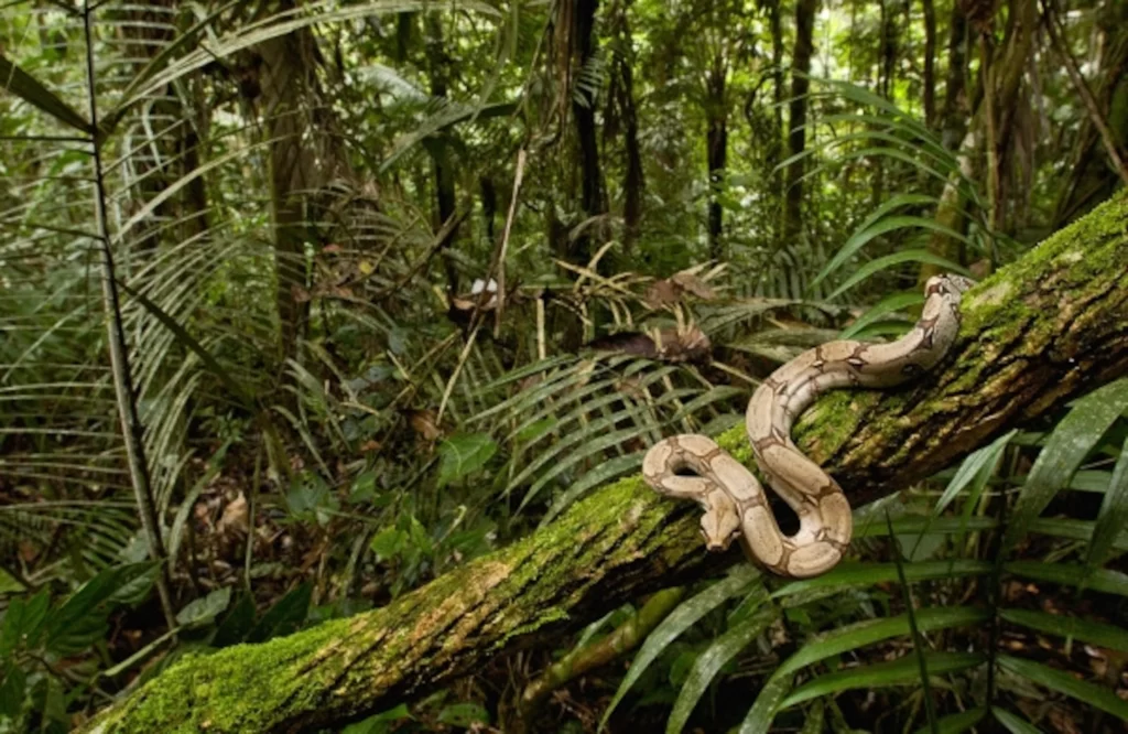 snake on trees